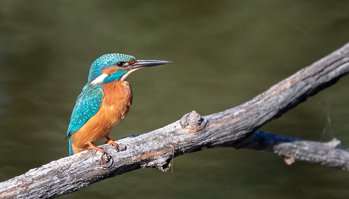 L'Eau Bourde, rivière vivante : 48h pour récolter des données naturalistes !